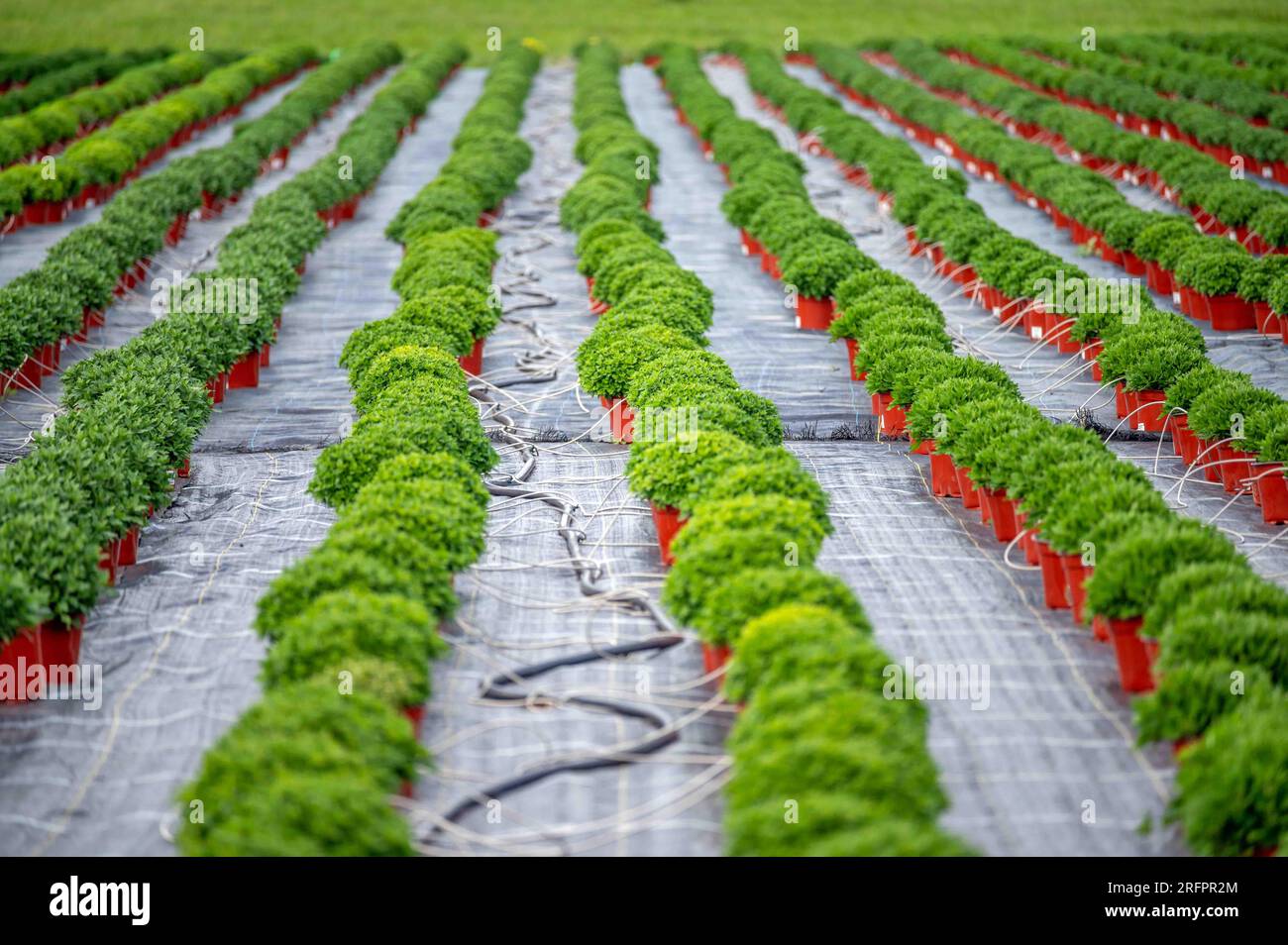 Rangées de mamans en pot sur une pépinière de ferme avec couverture de sol de contrôle des mauvaises herbes et lignes d'irrigation les rangées s'étendent à un champ vert à l'horizon, foyer sélectif Banque D'Images