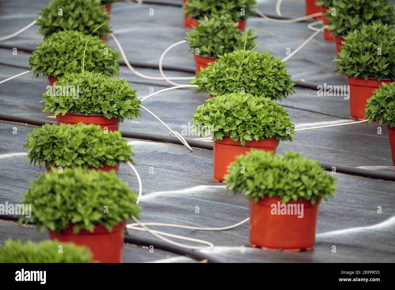 Rangées organisées de mamans pérennes en pot sur une pépinière de ferme avec couverture de sol de lutte contre les mauvaises herbes et lignes d'irrigation, focalisation sélective avec espace de copie. Plantes Banque D'Images