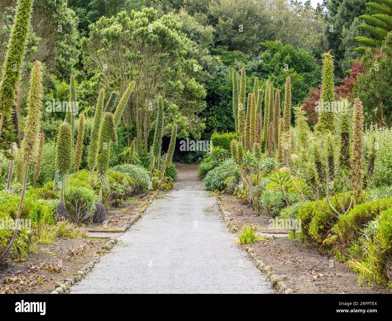 Jardins de l'abbaye de Tresco, île de Tresco, îles Scilly, Cornouailles, Angleterre, UK, GB. Banque D'Images