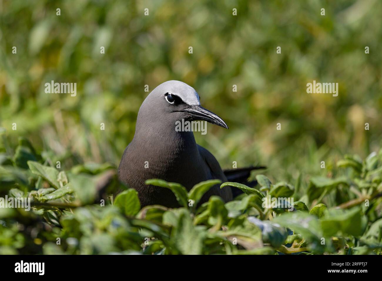 A Brown Noddy - Anous stolidus portrait comme il se trouve dans la végétation, Australie. Banque D'Images