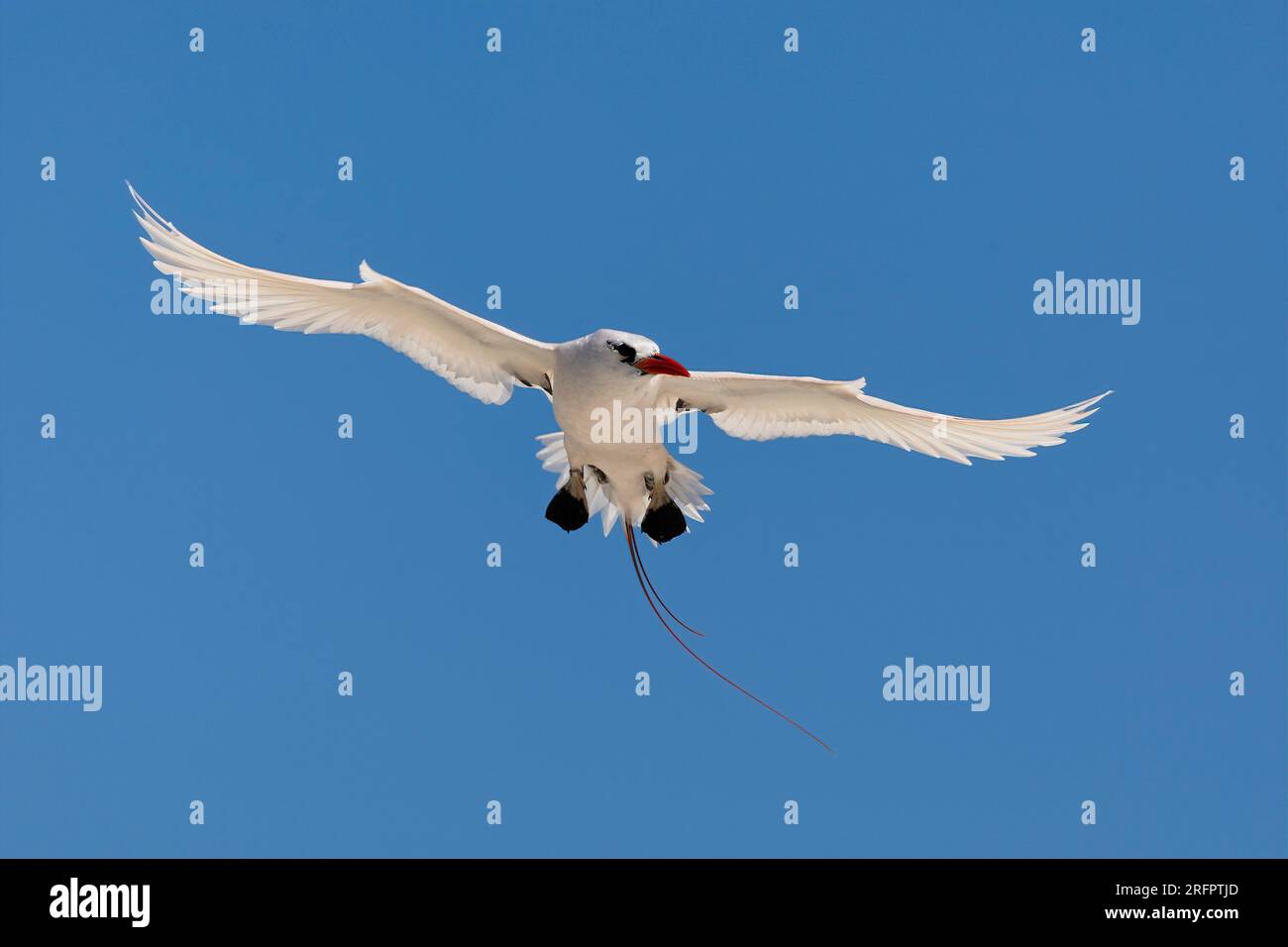 Tropicbird à queue rouge - Phaethon rubricauda qui glisse dans le ciel bleu au-dessus de la Grande barrière de corail australienne. Banque D'Images