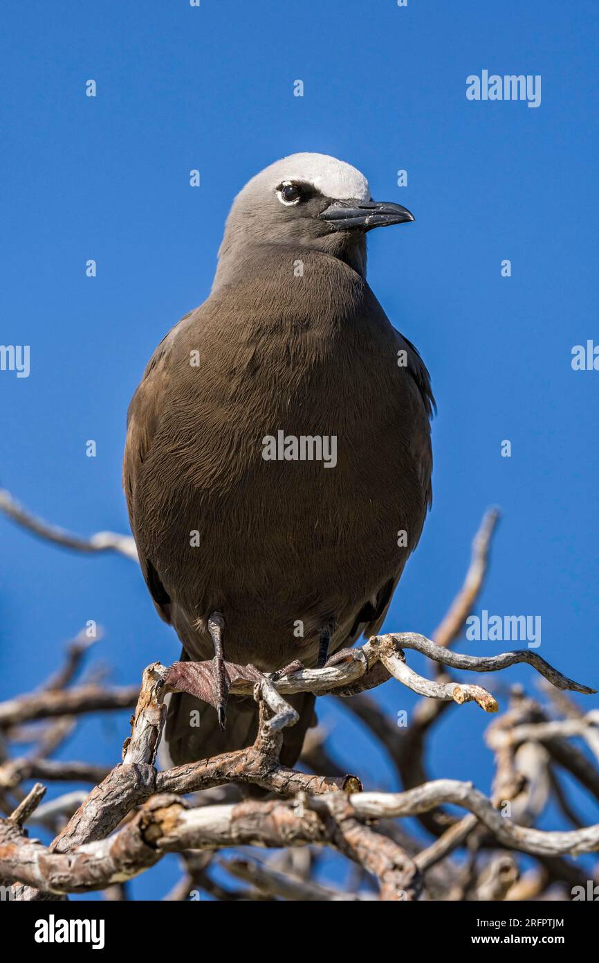 A Brown Noddy - Anous stolidu équilibre précaire sur une petite branche.Australia Banque D'Images