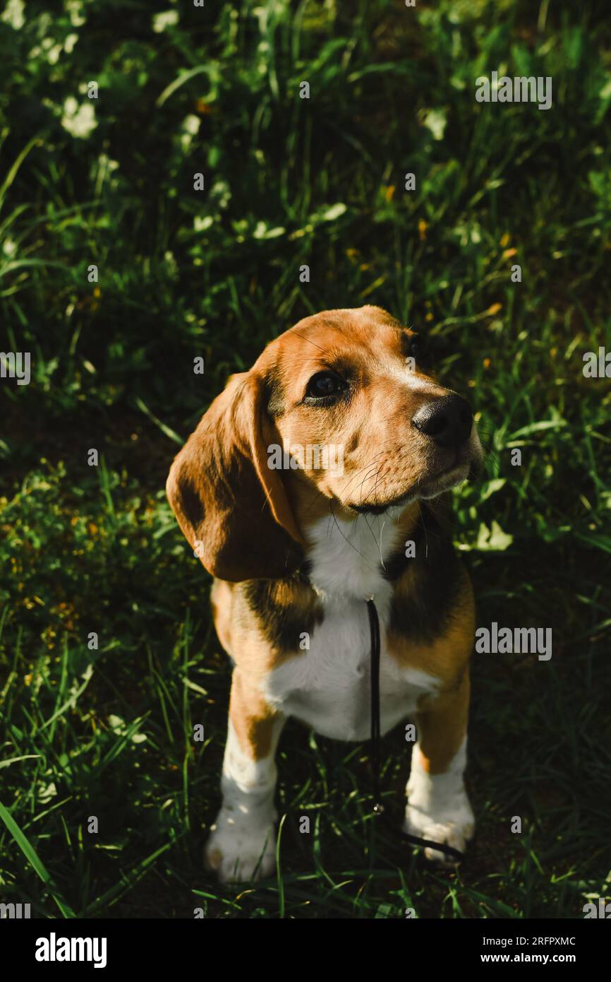 Portrait de chien Beagle en gros plan d'herbe d'été Banque D'Images