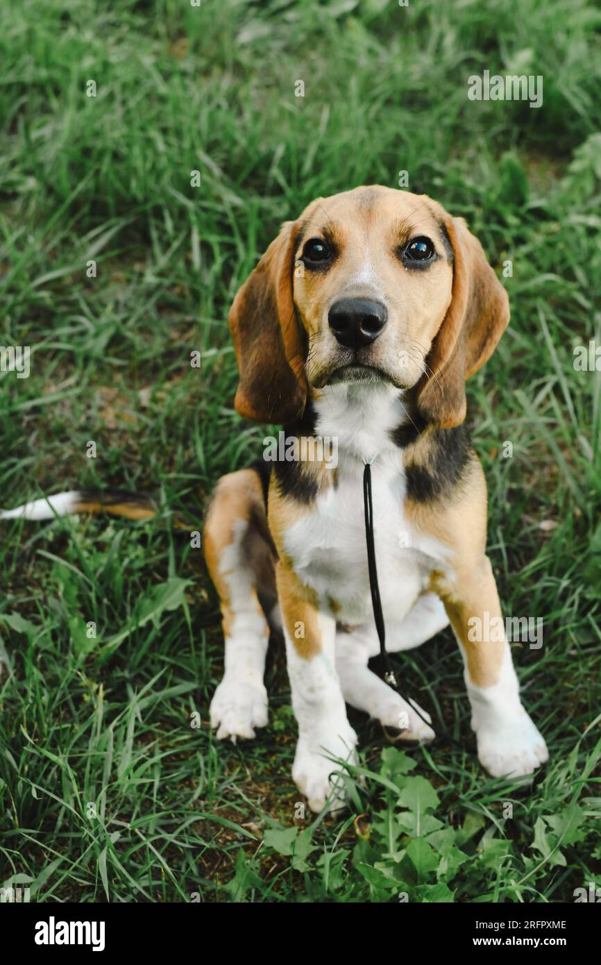 Portrait de chien Beagle en gros plan d'herbe d'été Banque D'Images