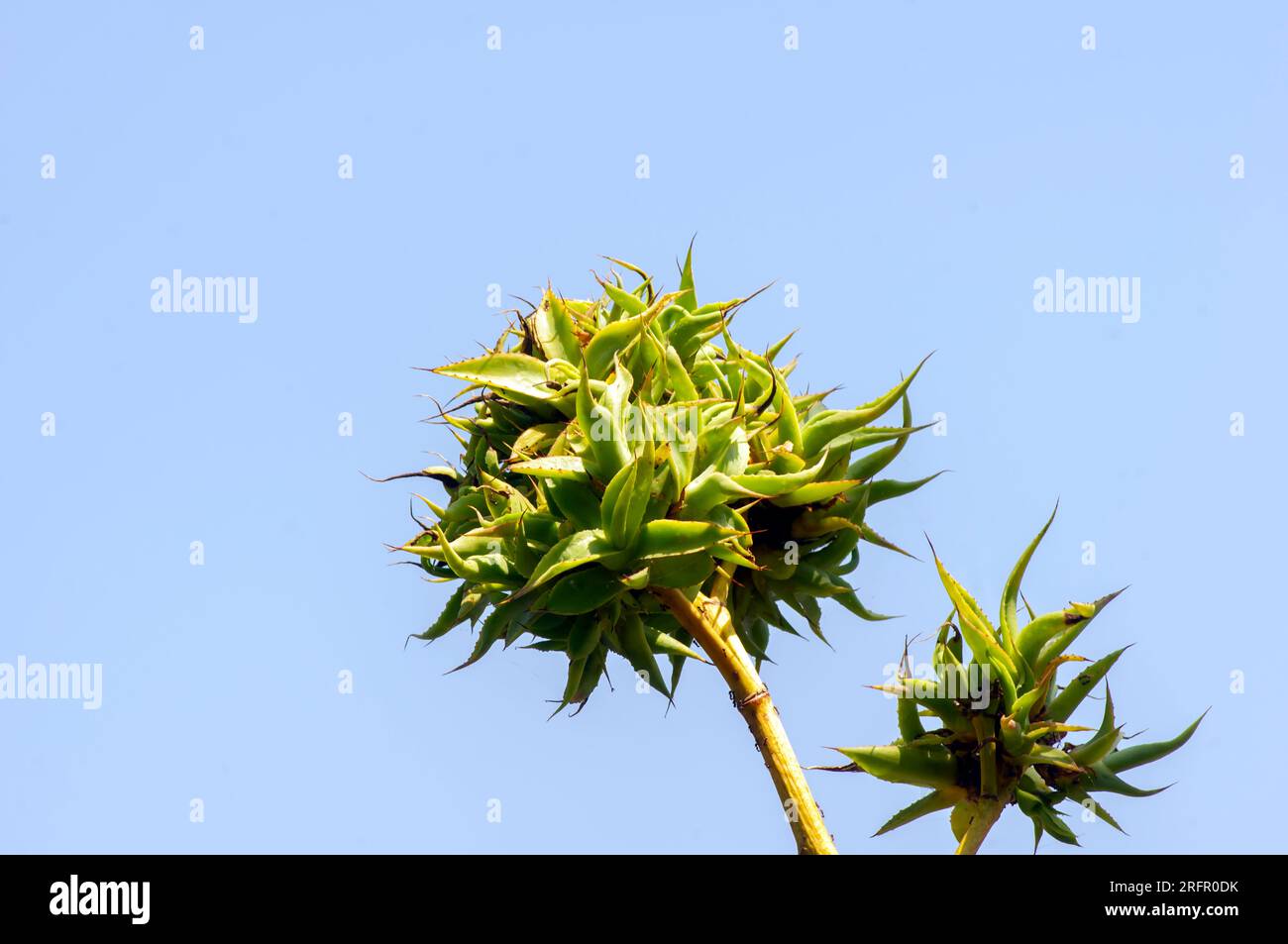 Agave chiapensis fleurs et semis, plante à feuilles persistantes, sans tige, succulente dans le jardin. Banque D'Images