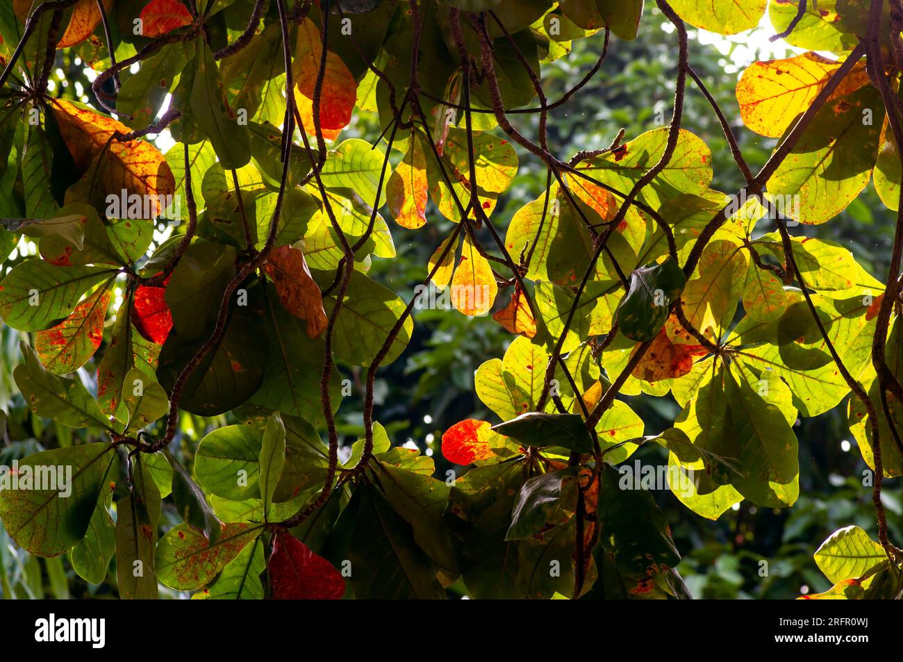 Indan Almond, Terminalia catappa coloré feuilles de rétro-éclairage, fond naturel. Banque D'Images