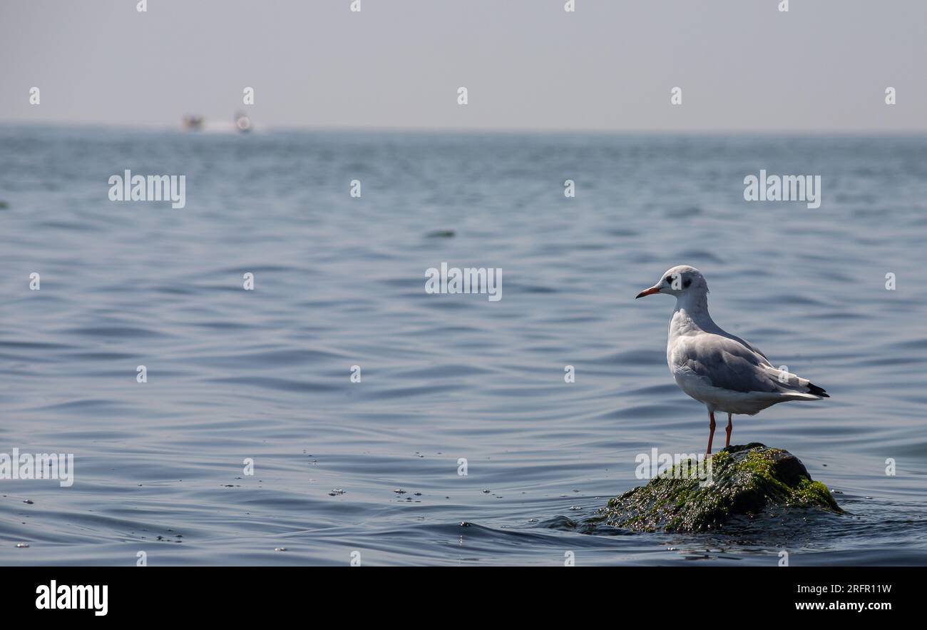 Mouette debout sur des roches vertes et vibrantes au bord de la mer. Banque D'Images