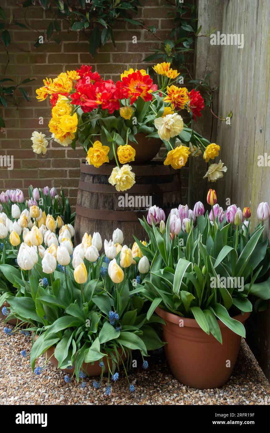 tulipes blanches, rouges et jaunes en pots illuminant un coin du jardin Banque D'Images