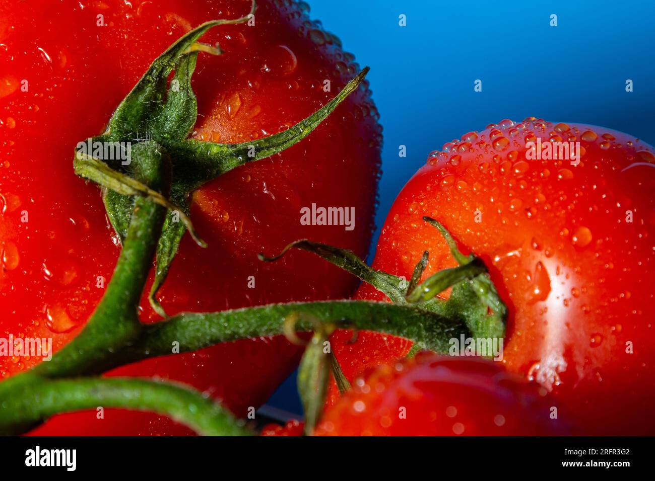 Tomates rouges avec gouttes d'eau sur fond bleu. Banque D'Images