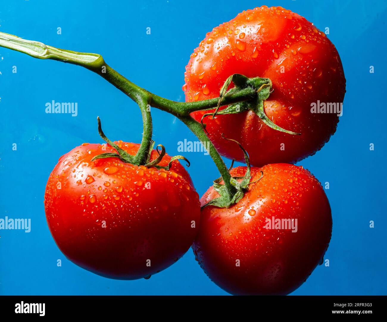 Tomates rouges avec gouttes d'eau sur fond bleu. Banque D'Images
