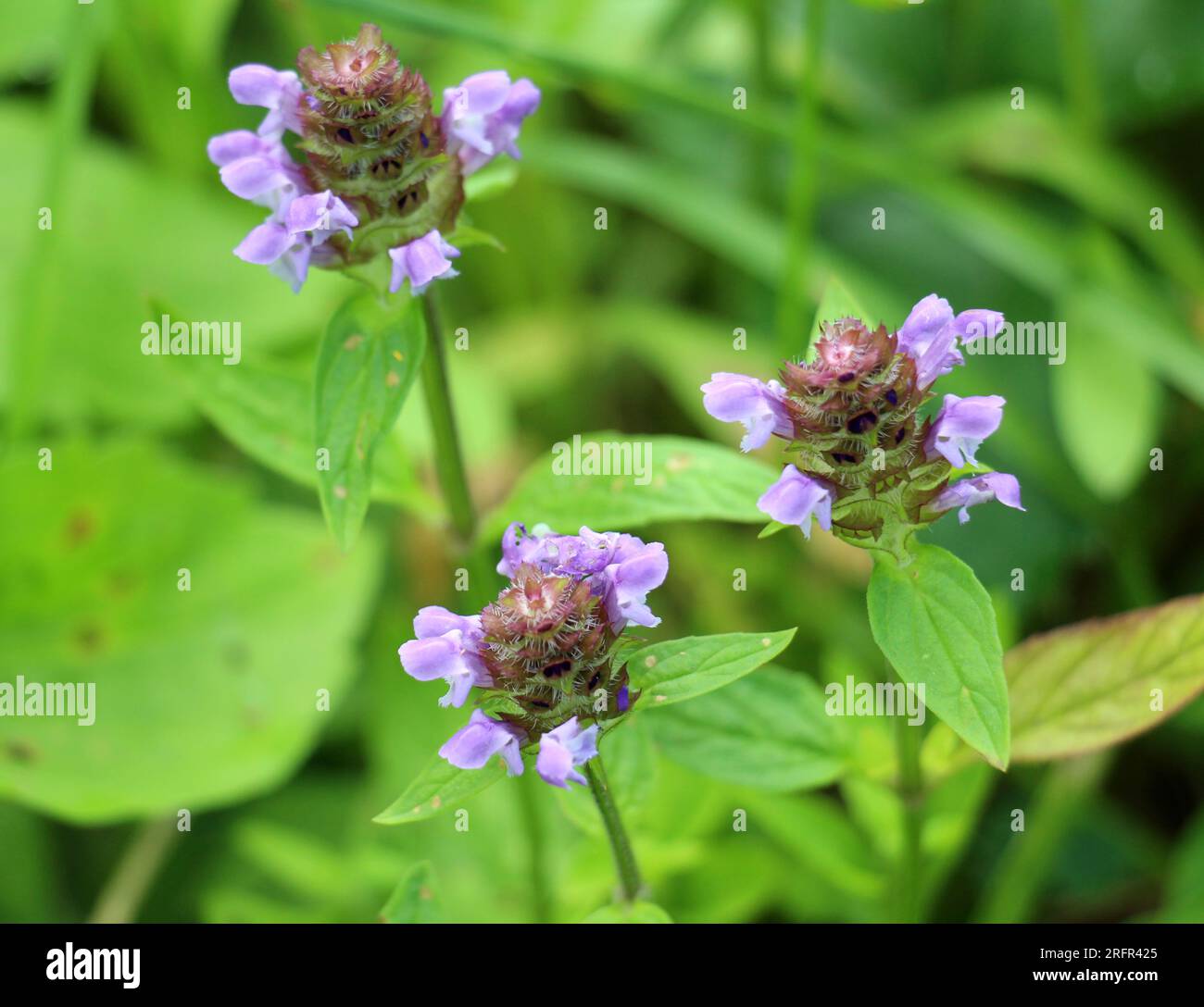 Prunella vulgaris pousse à l'état sauvage parmi les graminées en été Banque D'Images