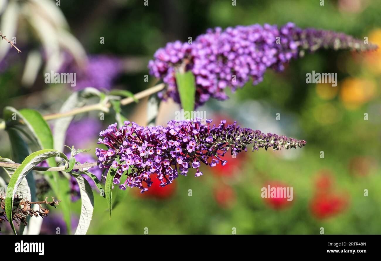 Le buisson de la buddleja davidi fleurit dans le jardin Banque D'Images