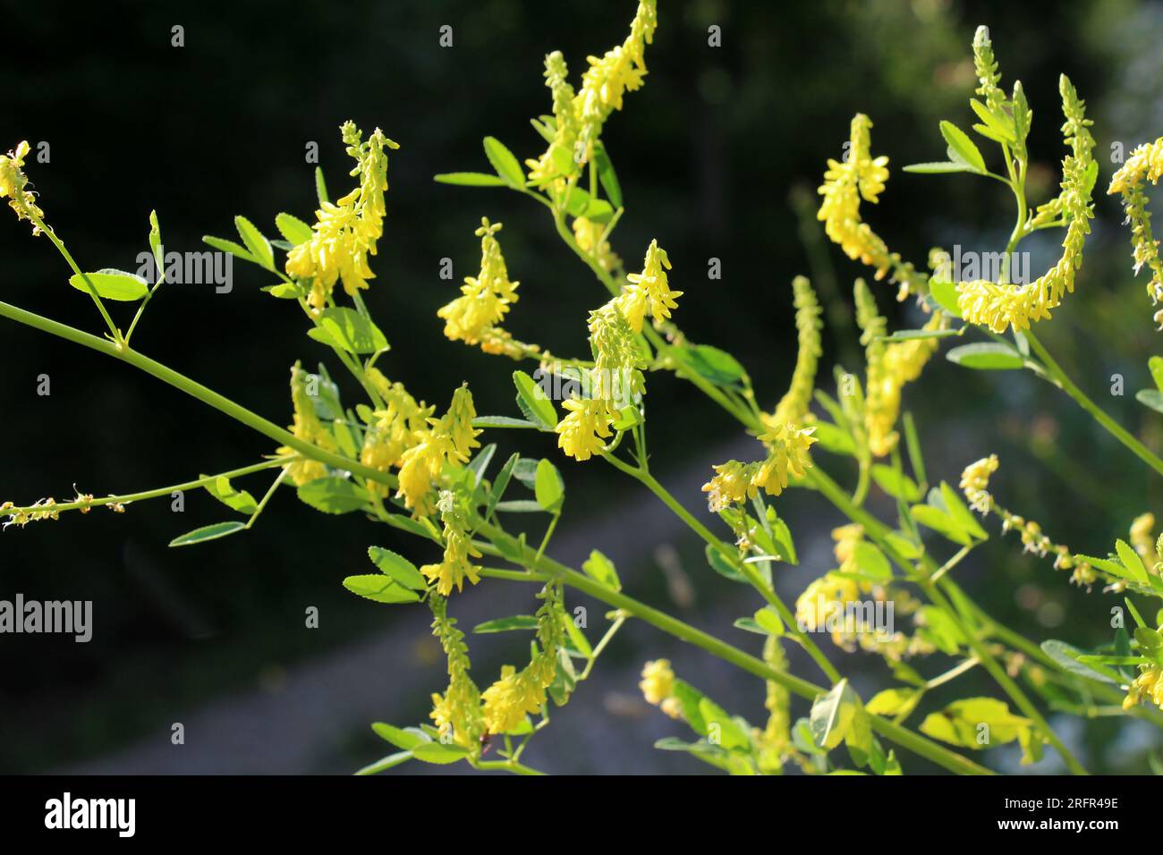 Le melilot jaune strié (Melilotus officinalis) fleurit dans la nature en été Banque D'Images