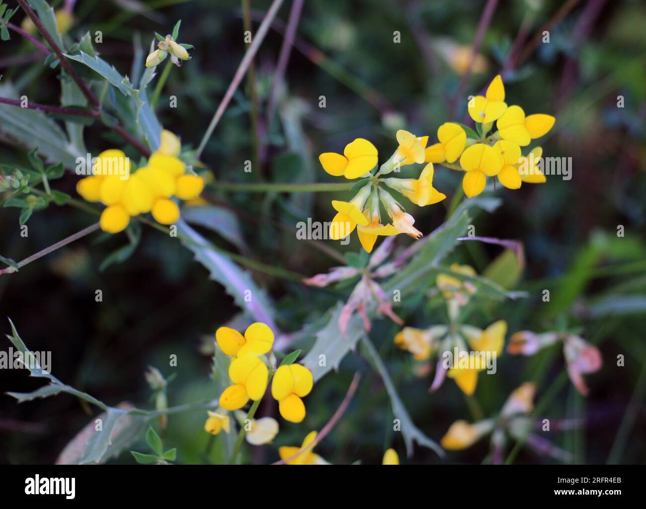 Le Lotus corniculatus pousse dans la prairie parmi les graminées sauvages Banque D'Images