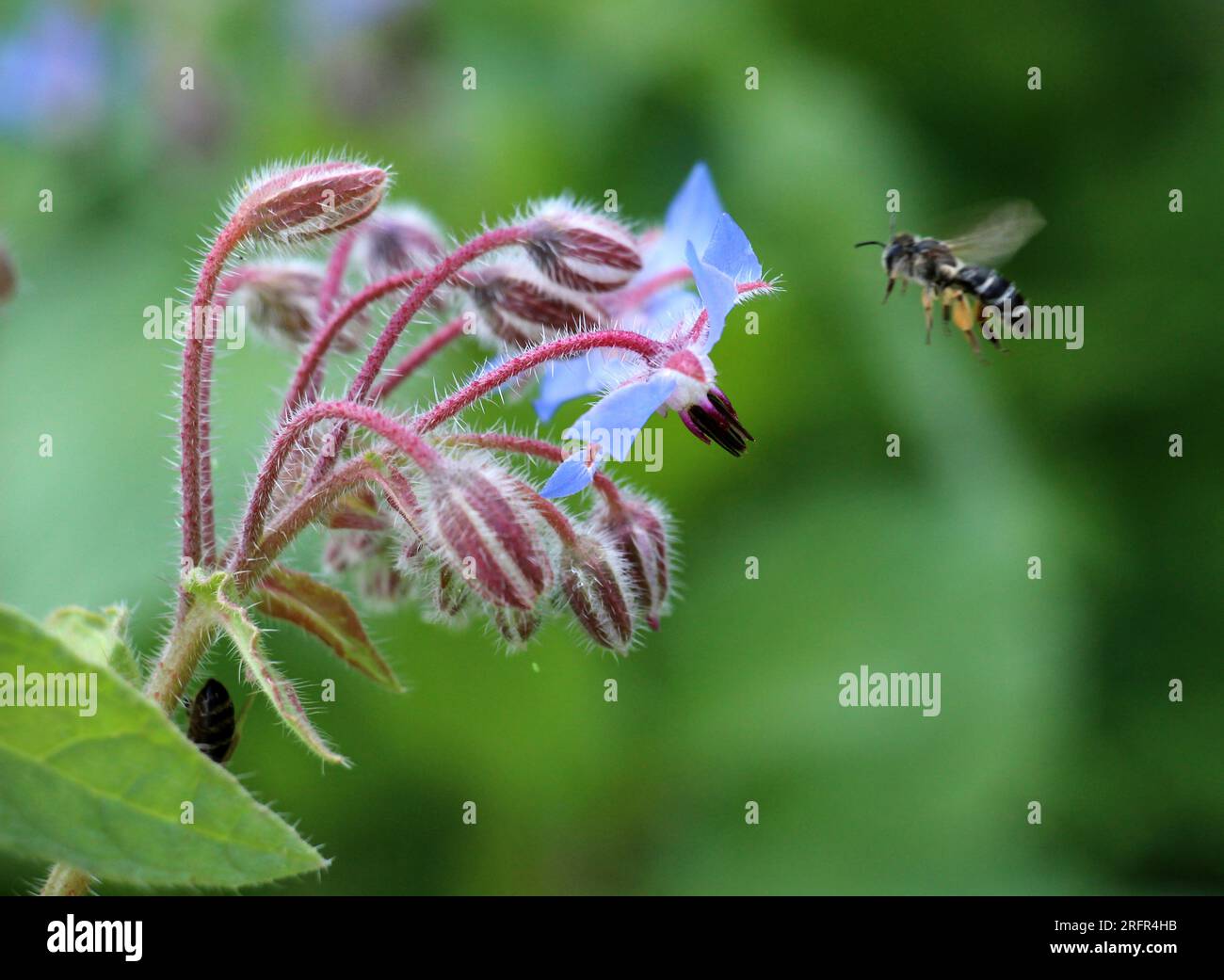 En été, le borage (Borago officinalis) pousse dans la nature Banque D'Images