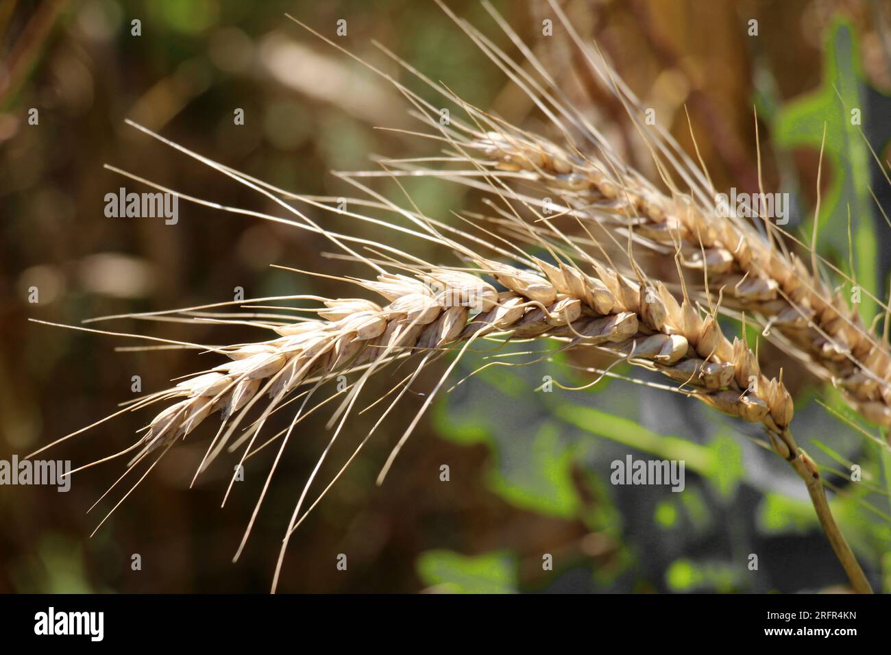 Épis de blé affinés sur un champ agricole Banque D'Images