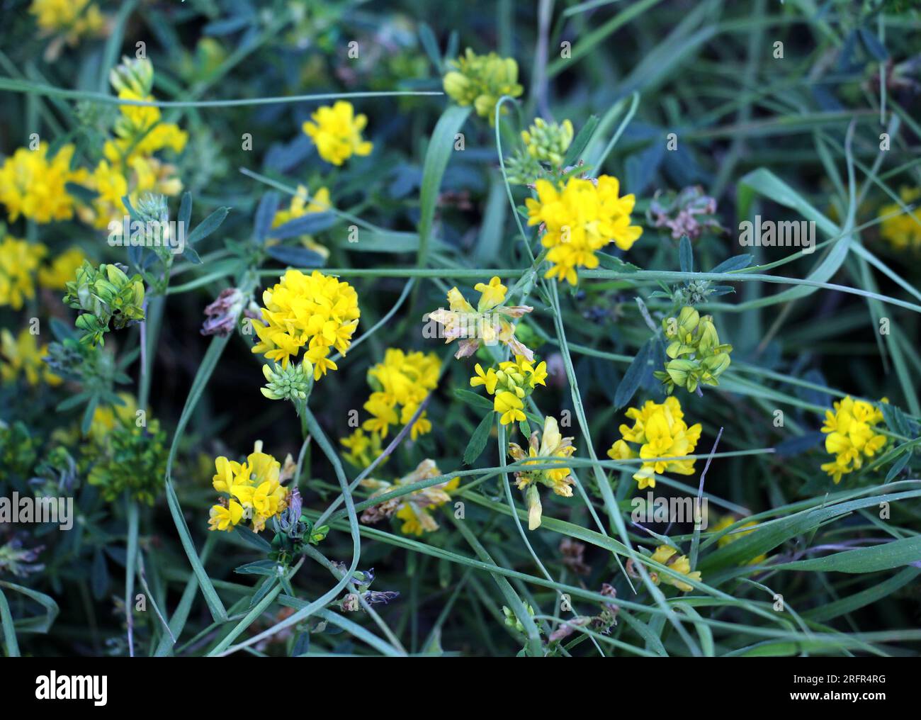 La faucille de luzerne (Medicago falcata) fleurit dans la nature Banque D'Images