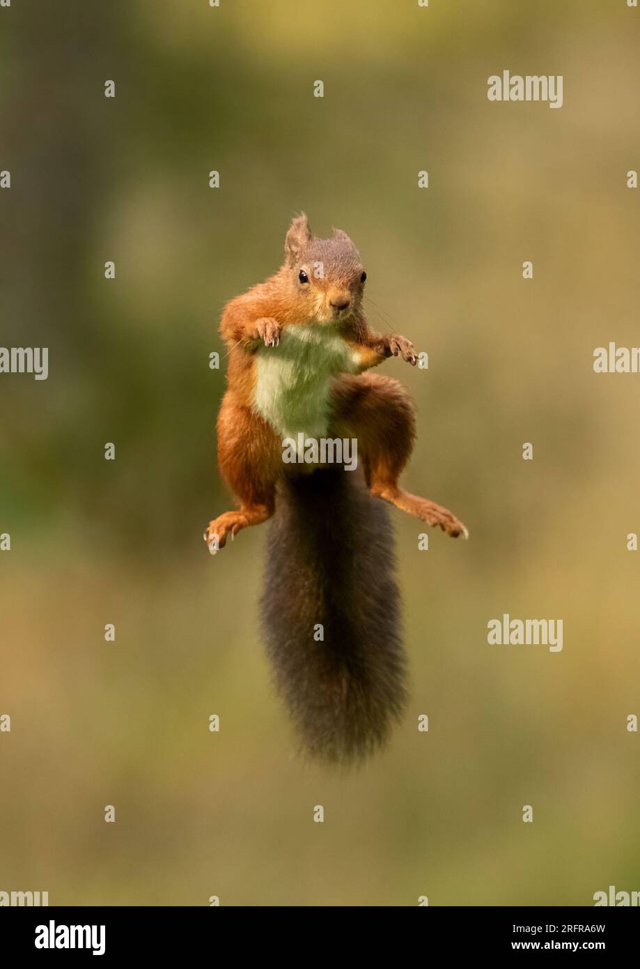 Un tir unique d'écureuil rouge sautant (Sciuris vulgaris), volant dans les airs avec les pattes et la queue touffue tendue. Fond clair Yorkshire, Royaume-Uni Banque D'Images