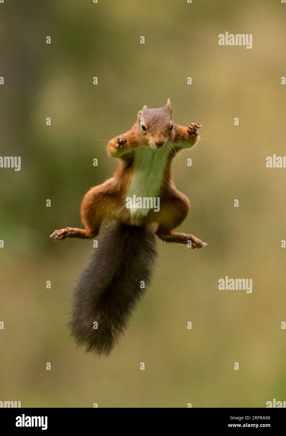 Un tir unique d'écureuil rouge sautant (Sciuris vulgaris), volant dans les airs avec les pattes et la queue touffue tendue. Fond clair Yorkshire, Royaume-Uni Banque D'Images