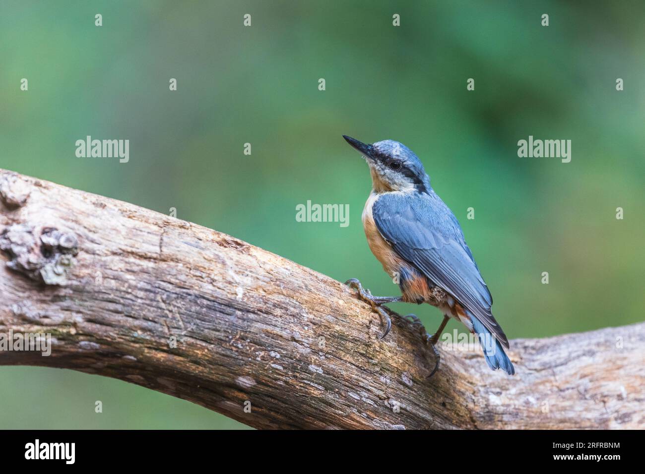 Nuthatche eurasienne (Sitta europea) perchée sur une brance ; Solsones, Catalogne, Espagne Banque D'Images