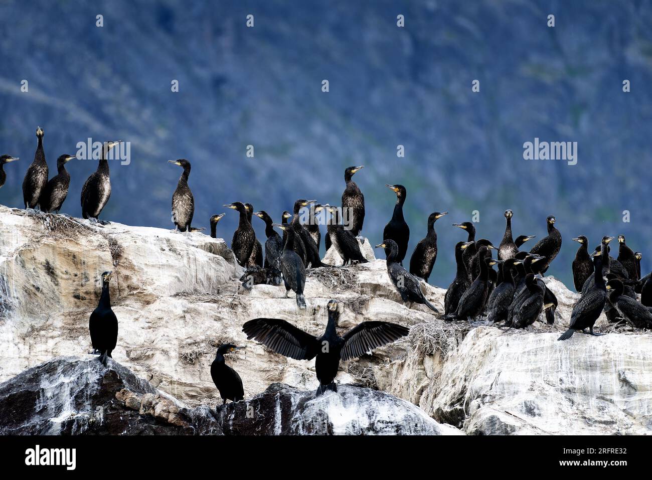 Colonie de grands cormorans sur un rocher à Kamøyvær dans le nord de la Norvège près du Cap Nord en fin de soirée d'été en août 2022 avec des roches montrant des signes de Banque D'Images