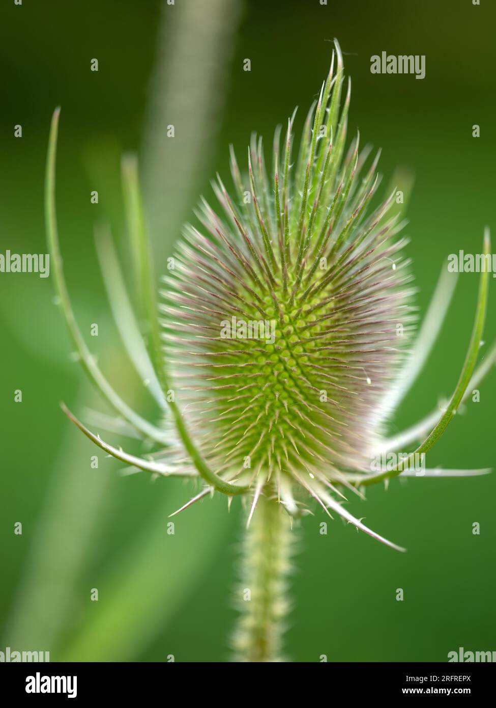 Gros plan de fleurs à thé et bourdon sur un prairie d'été Banque D'Images