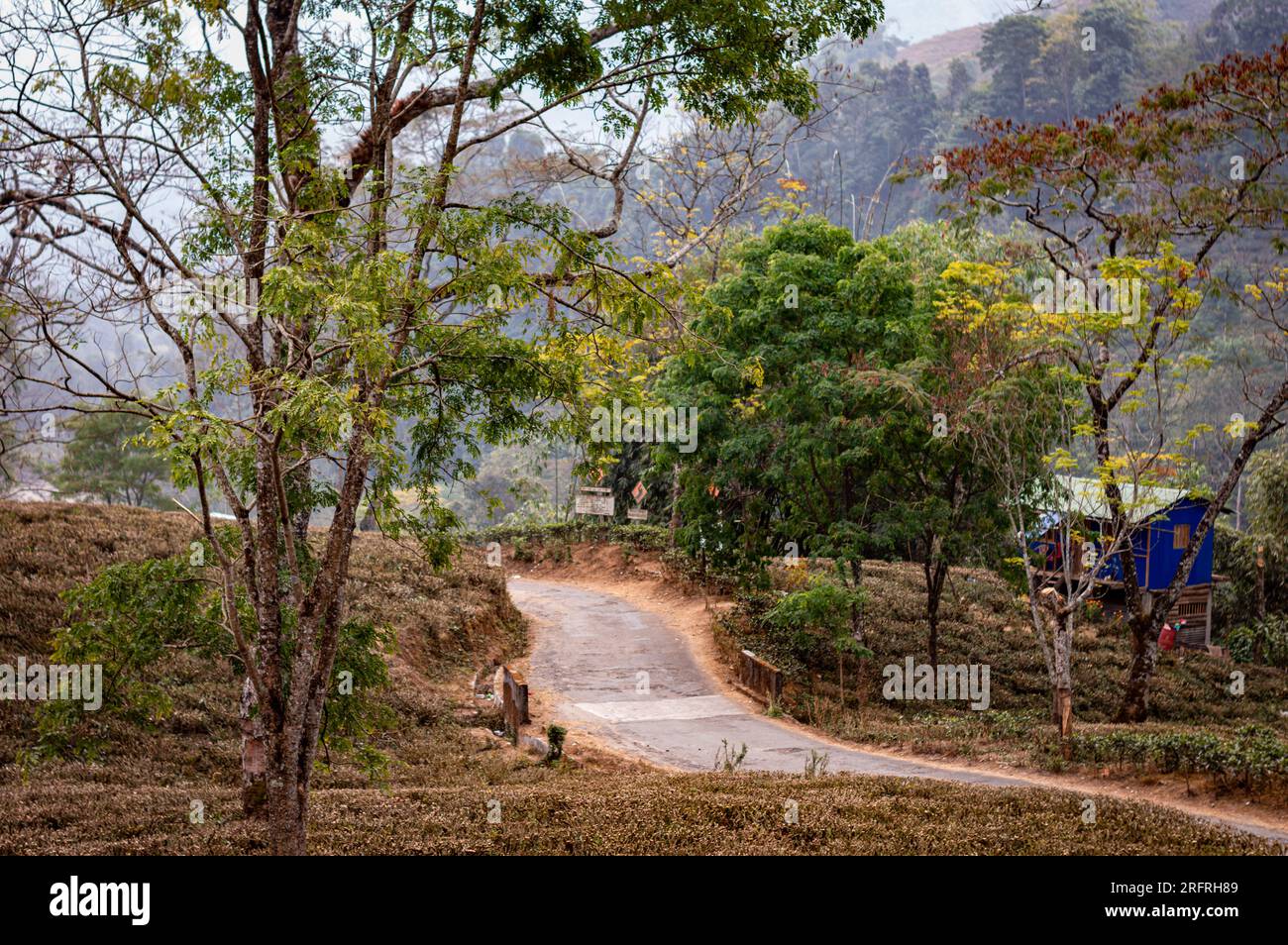 Une route à travers le jardin de thé avec plantation de thé coupé et taillé sur himalaya M.. Banque D'Images