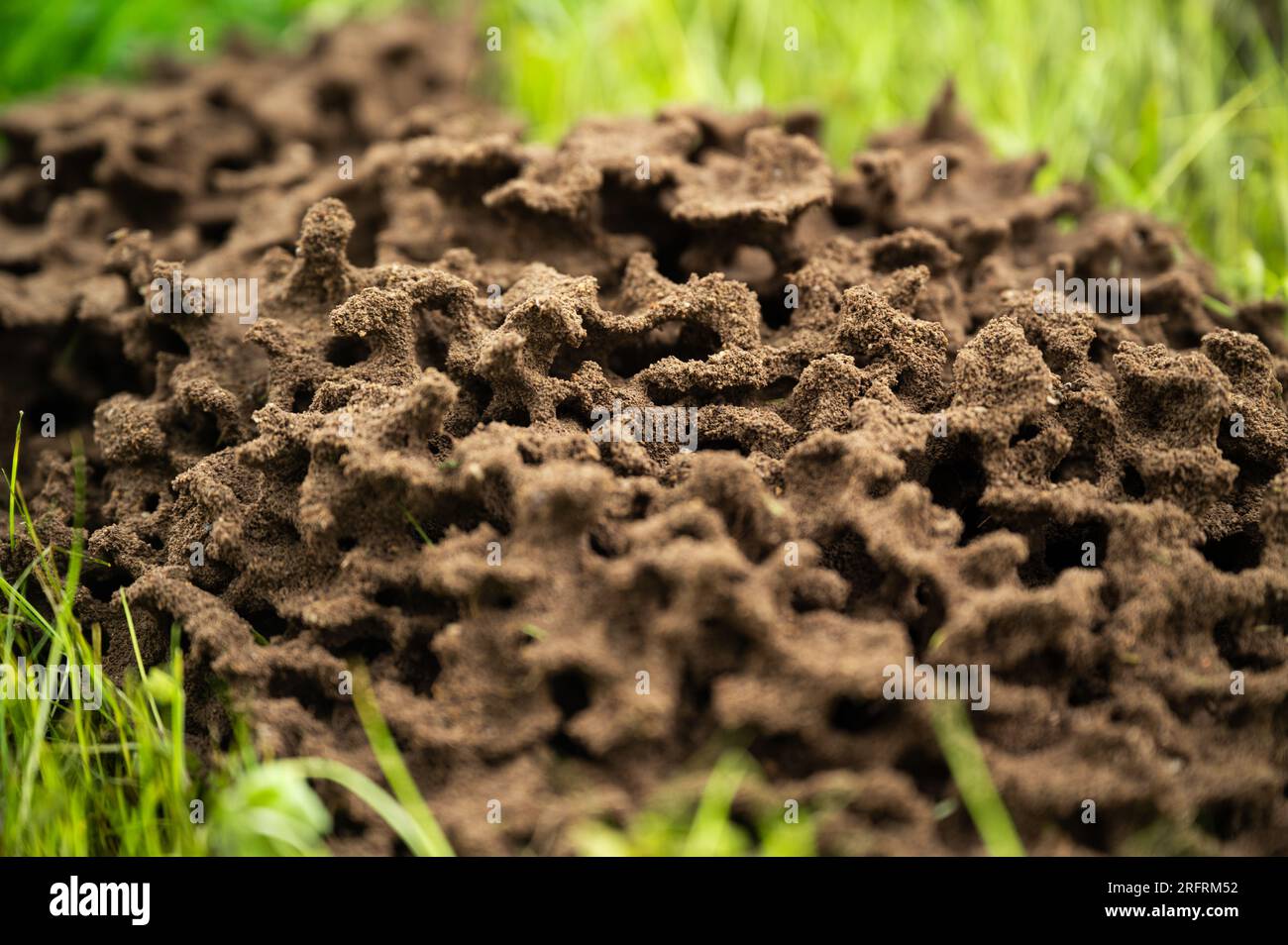 Nid de fourmis au-dessus du sol avec des formes rondes avec des structures de la nature Banque D'Images
