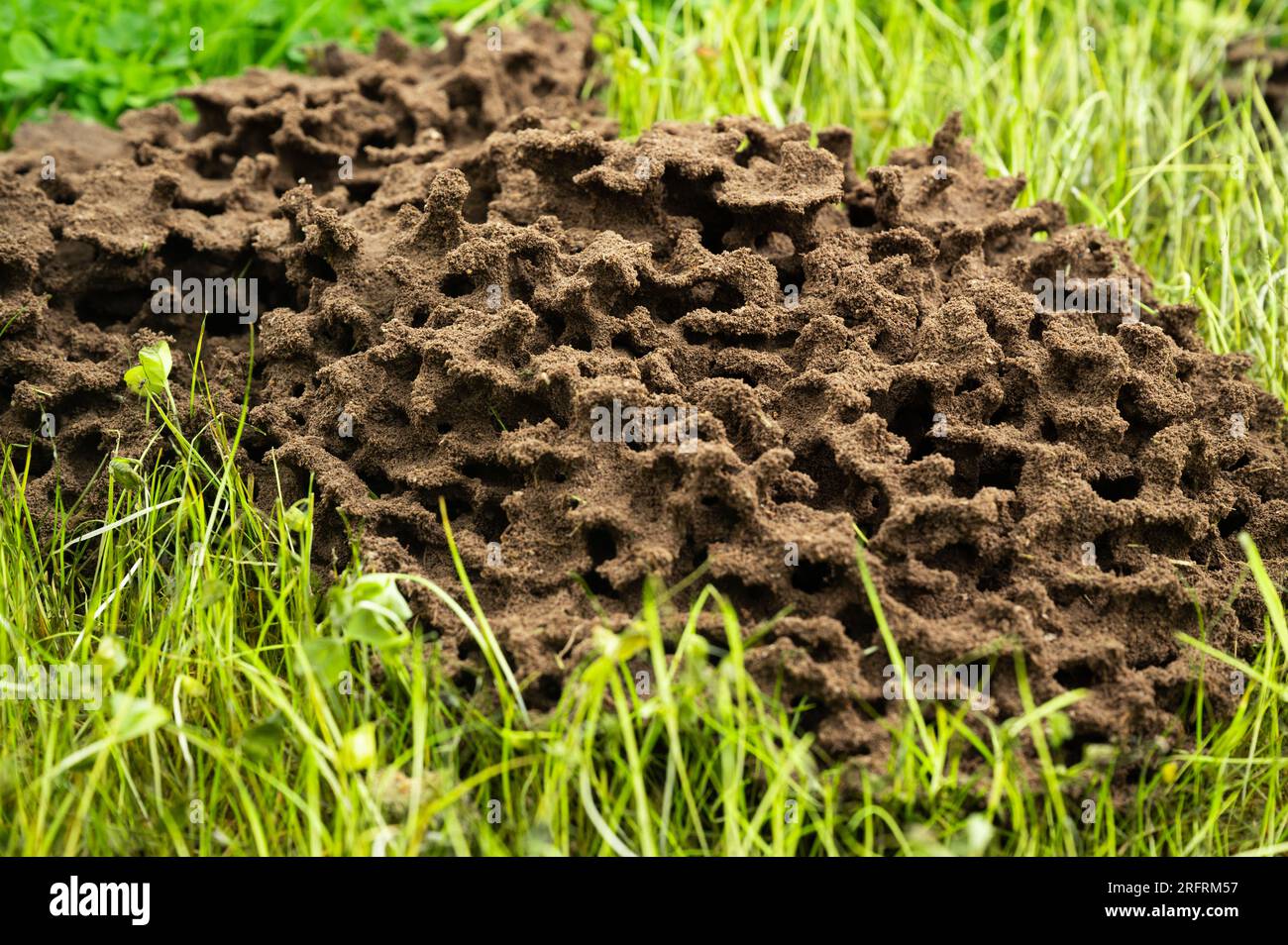 Nid de fourmis au-dessus du sol avec des formes rondes avec des structures de la nature Banque D'Images