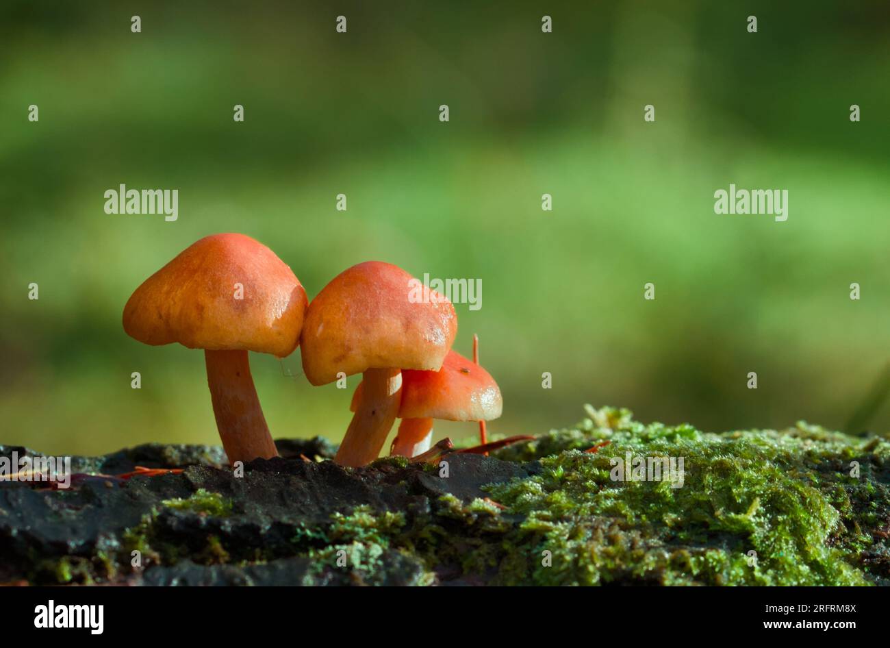 Groupe de Rustgill, Gymnopilus jeunes champignons immatures poussant sur le bois mort couvert de mousse, New Forest UK Banque D'Images