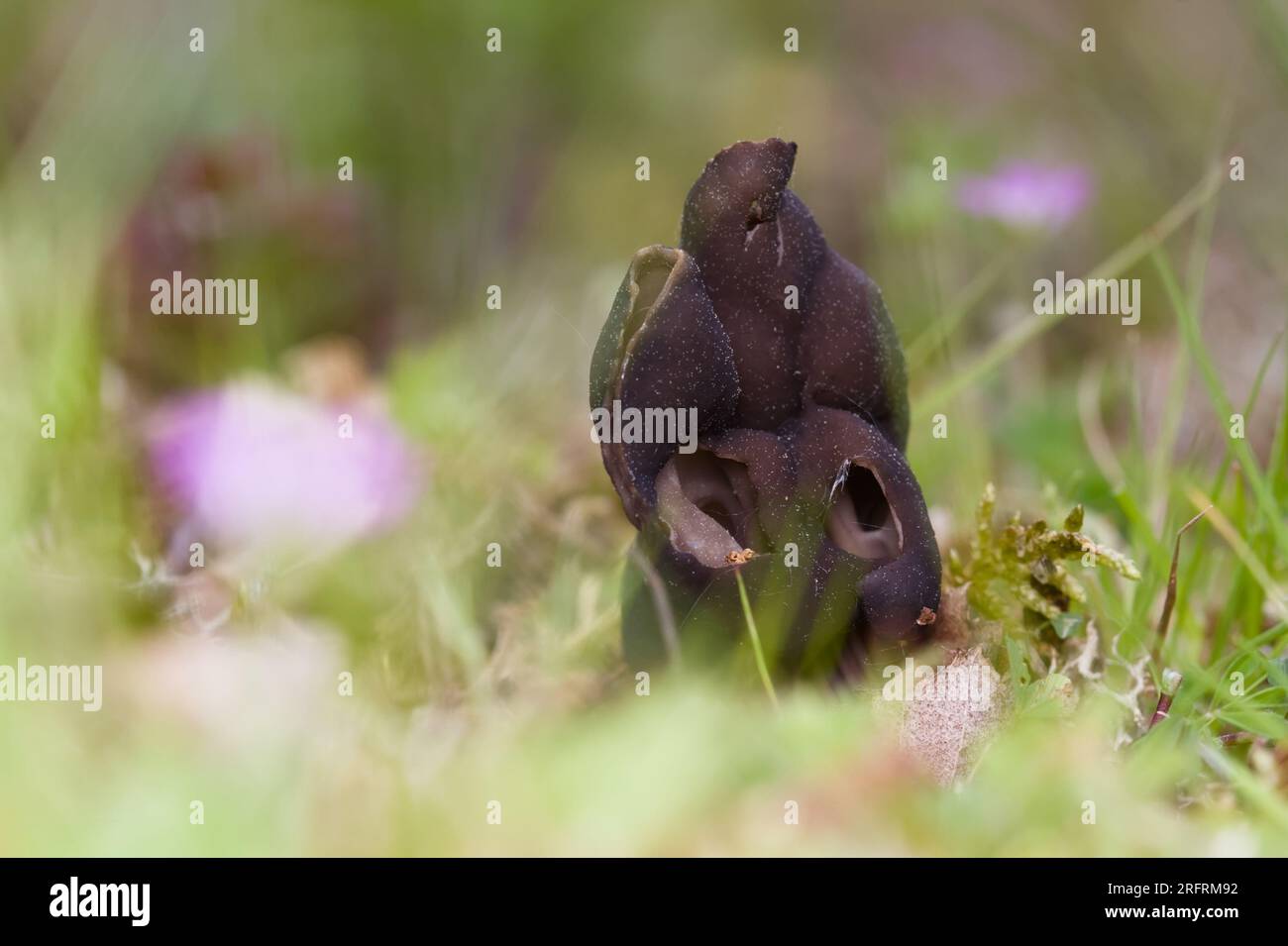 Vue au sol d'Un jeune crapaud immature champignon de l'oreille, champignon, Otidea bufonia, New Forest UK Banque D'Images