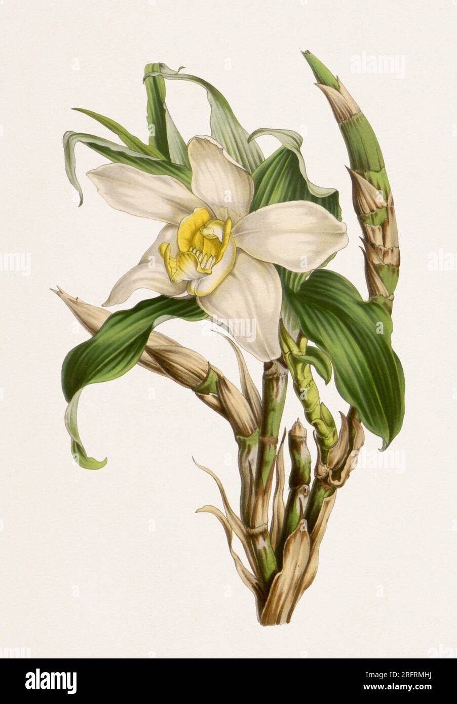 Fleurs botaniques de style vintage en pleine floraison. Fleur d'orchidée Banque D'Images