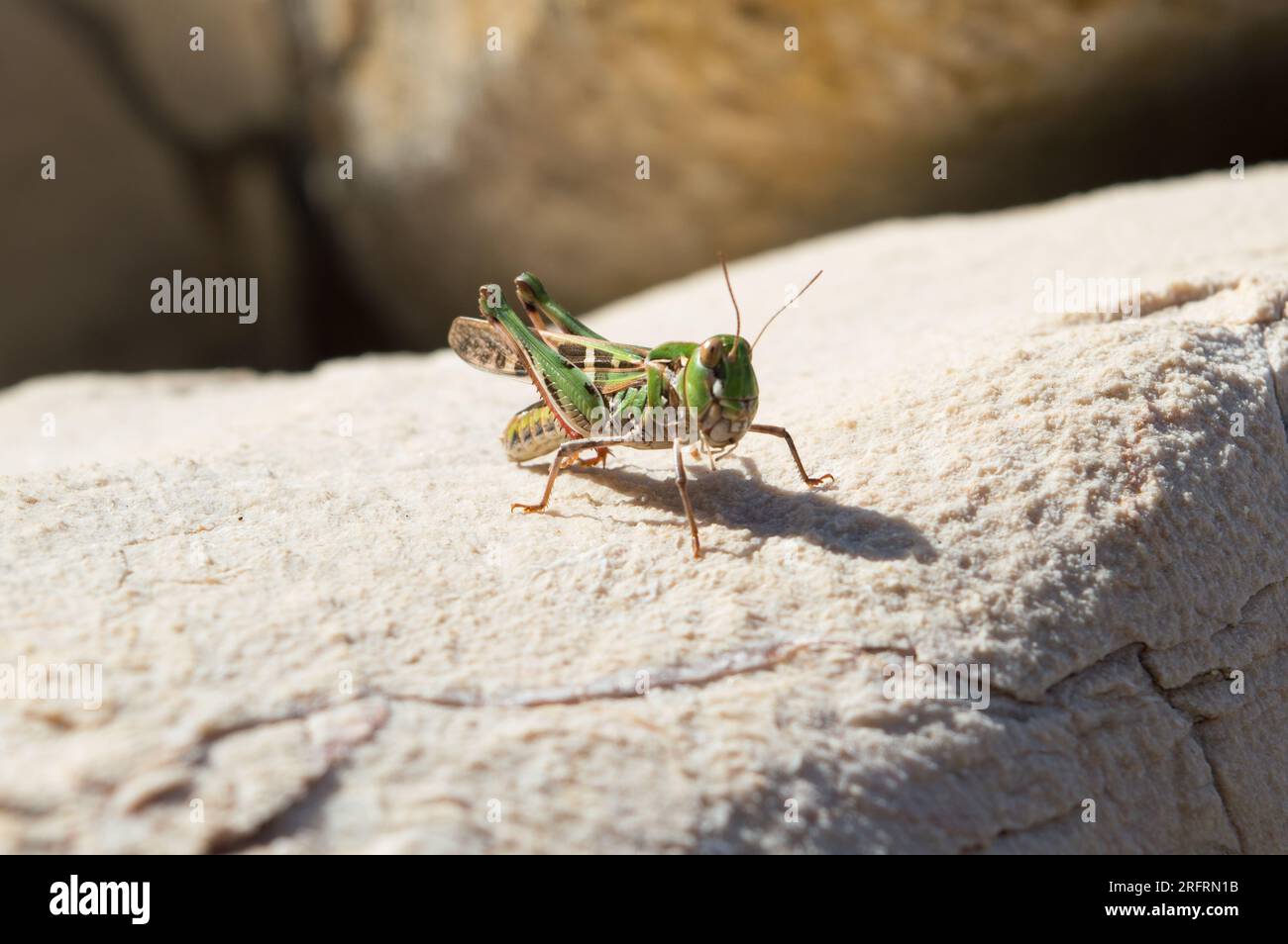 Green Handsome Cross Grasshopper, Oedaleus deceus, sur un rocher blanc au bord de la mer, en Dalmatie, Croatie Banque D'Images