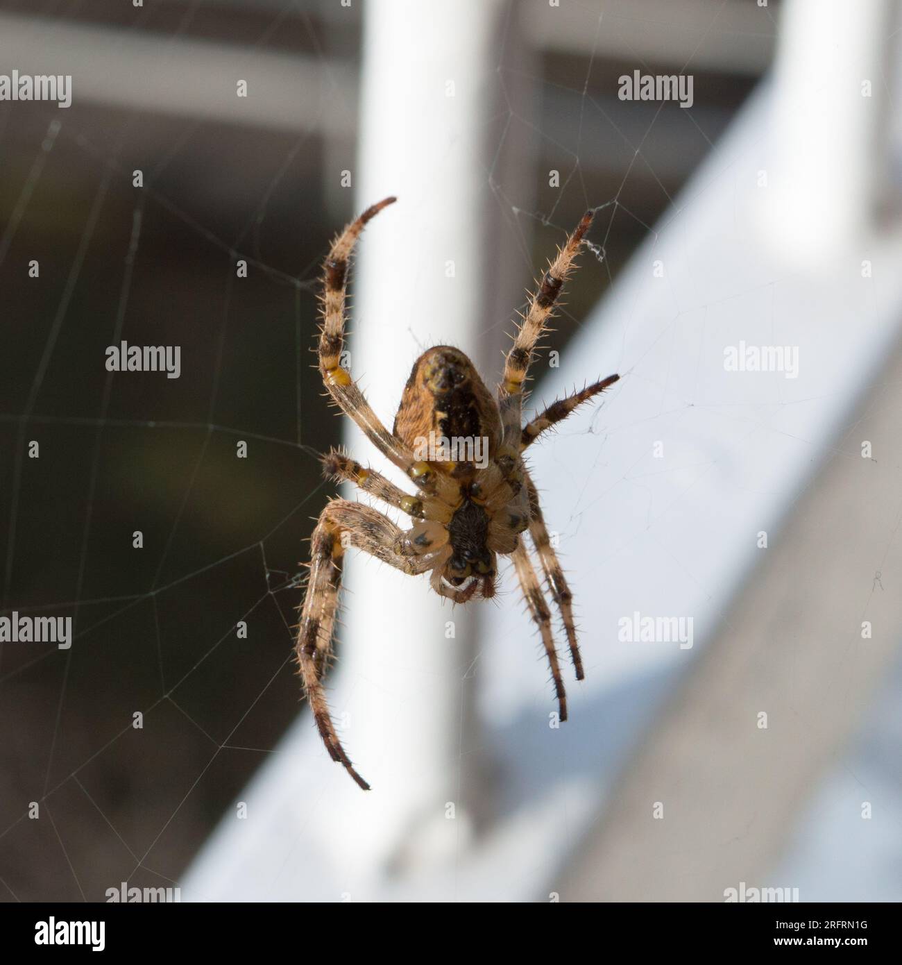 Araignée poilue brune Zoropsis spinimana, ressemble à une araignée loup, trouvée sur le balcon de la maison en Croatie, Méditerranée Banque D'Images