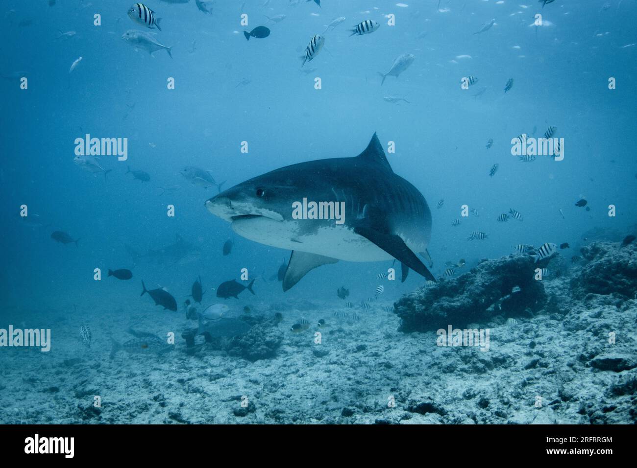 Un requin tigre - Galeocerdo cuvier nage au-dessus du récif dans les eaux des îles méridionales des Maldives. Prise sur l'île de Fuvahmulah Banque D'Images