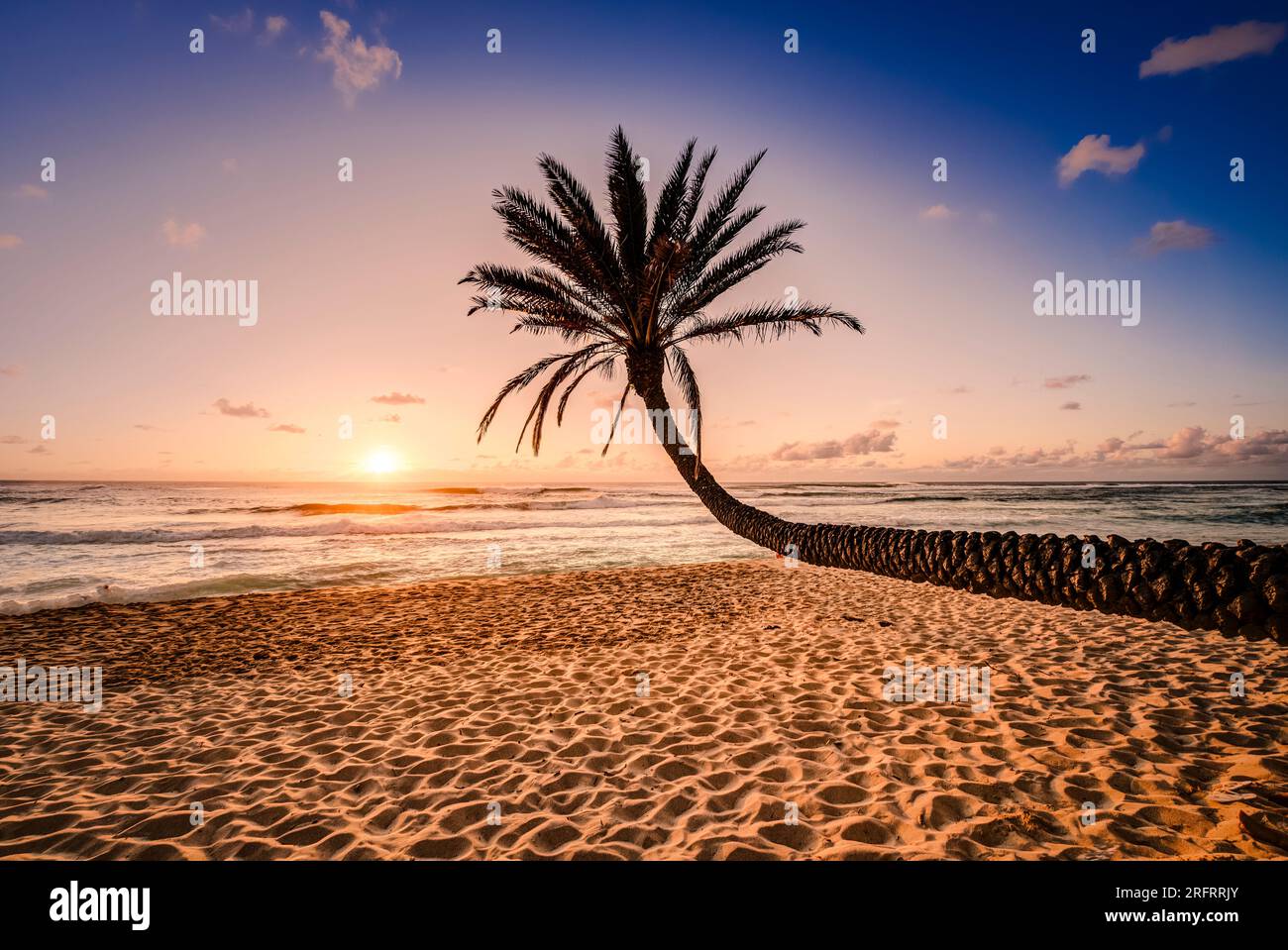 Palmier penché vers le coucher du soleil Banque D'Images