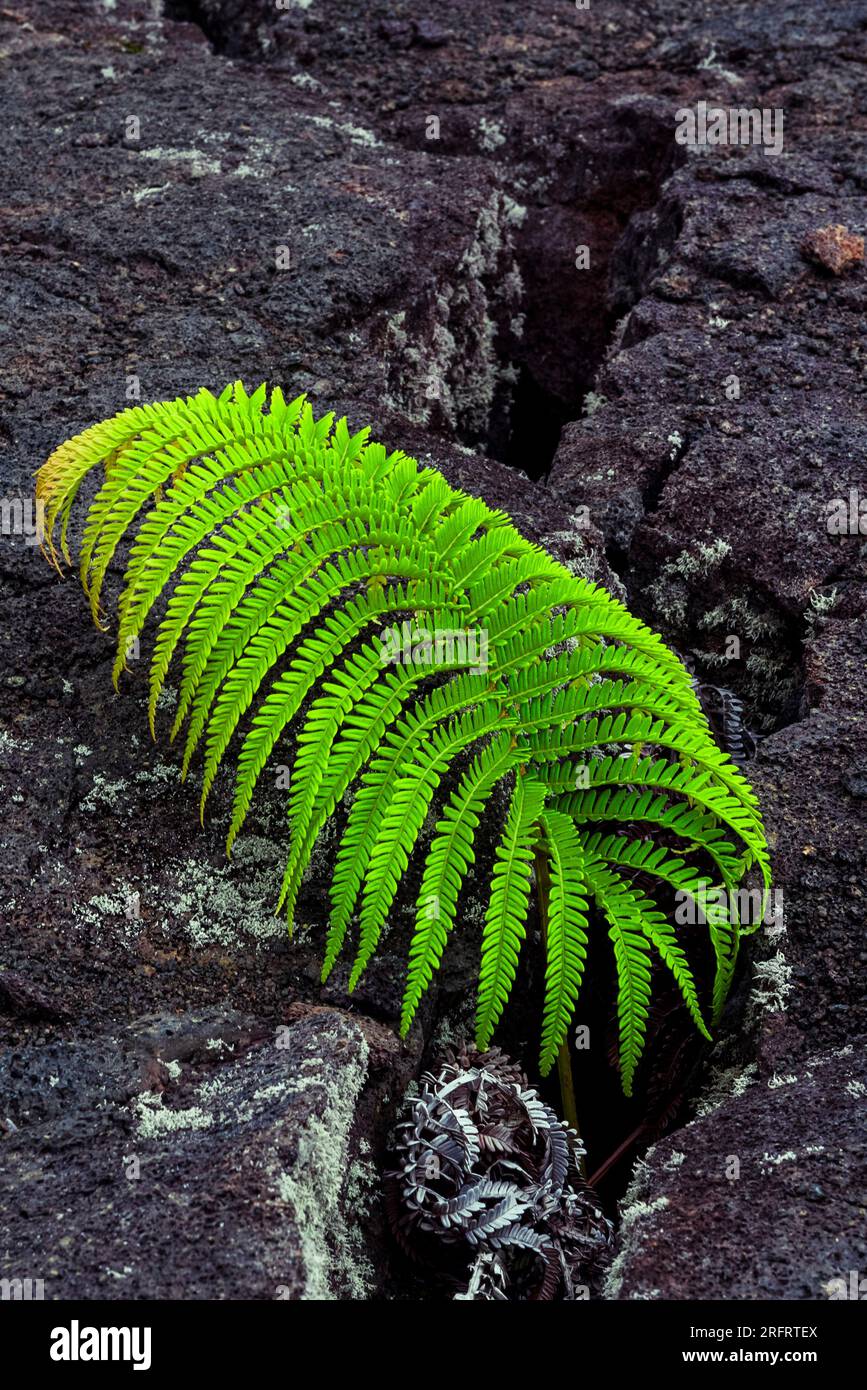 Feuille de fougère verte poussant dans la fissure de lave Banque D'Images