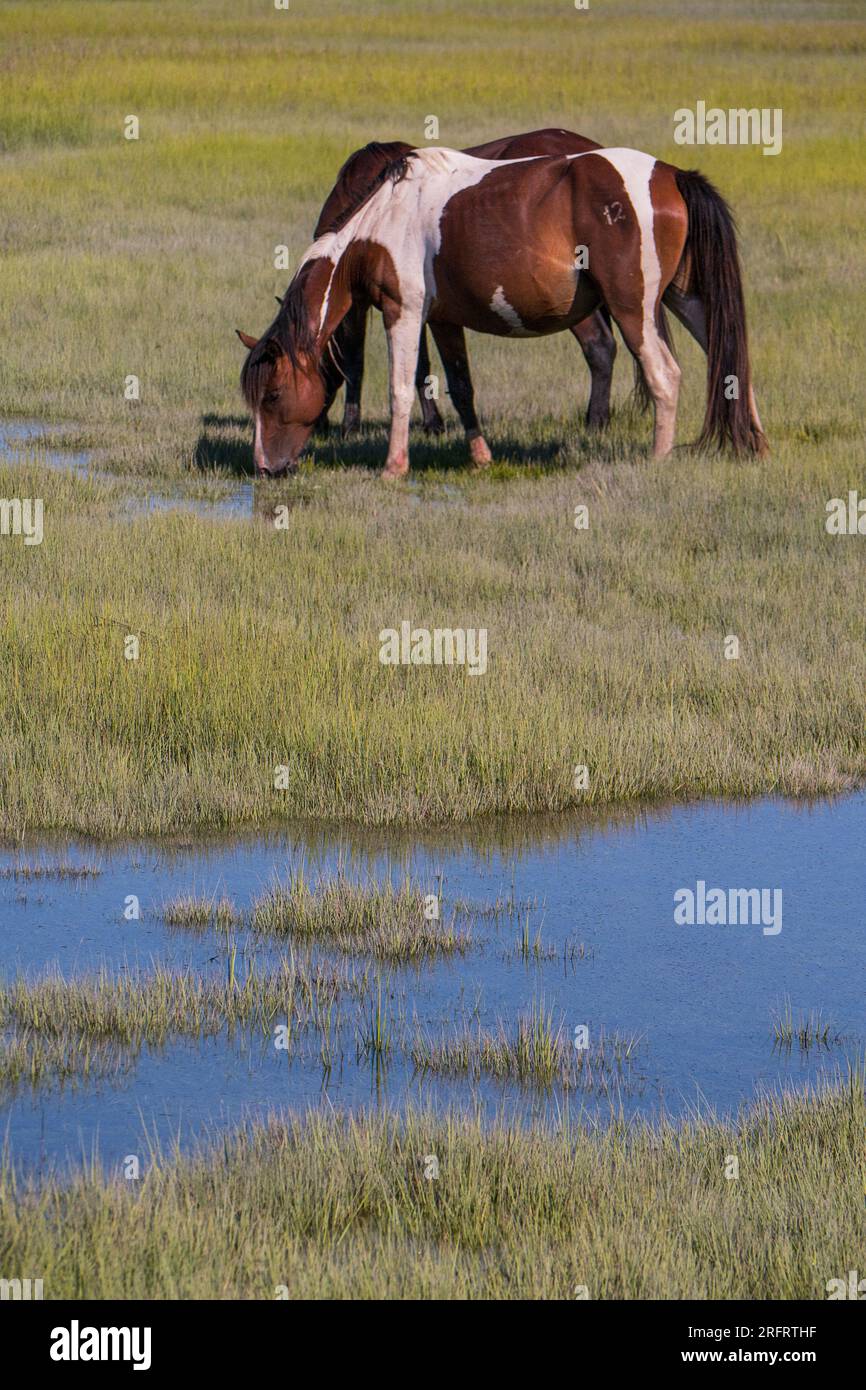 Poneys emblématiques de Chincoteague National Wildlife refuge Banque D'Images