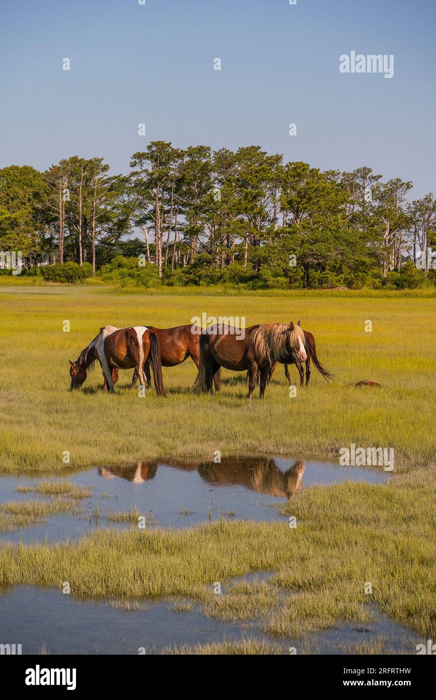 Poneys emblématiques de Chincoteague National Wildlife refuge Banque D'Images