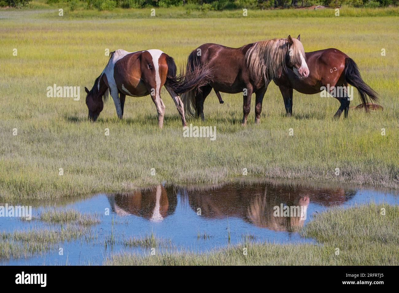 Poneys emblématiques de Chincoteague National Wildlife refuge Banque D'Images