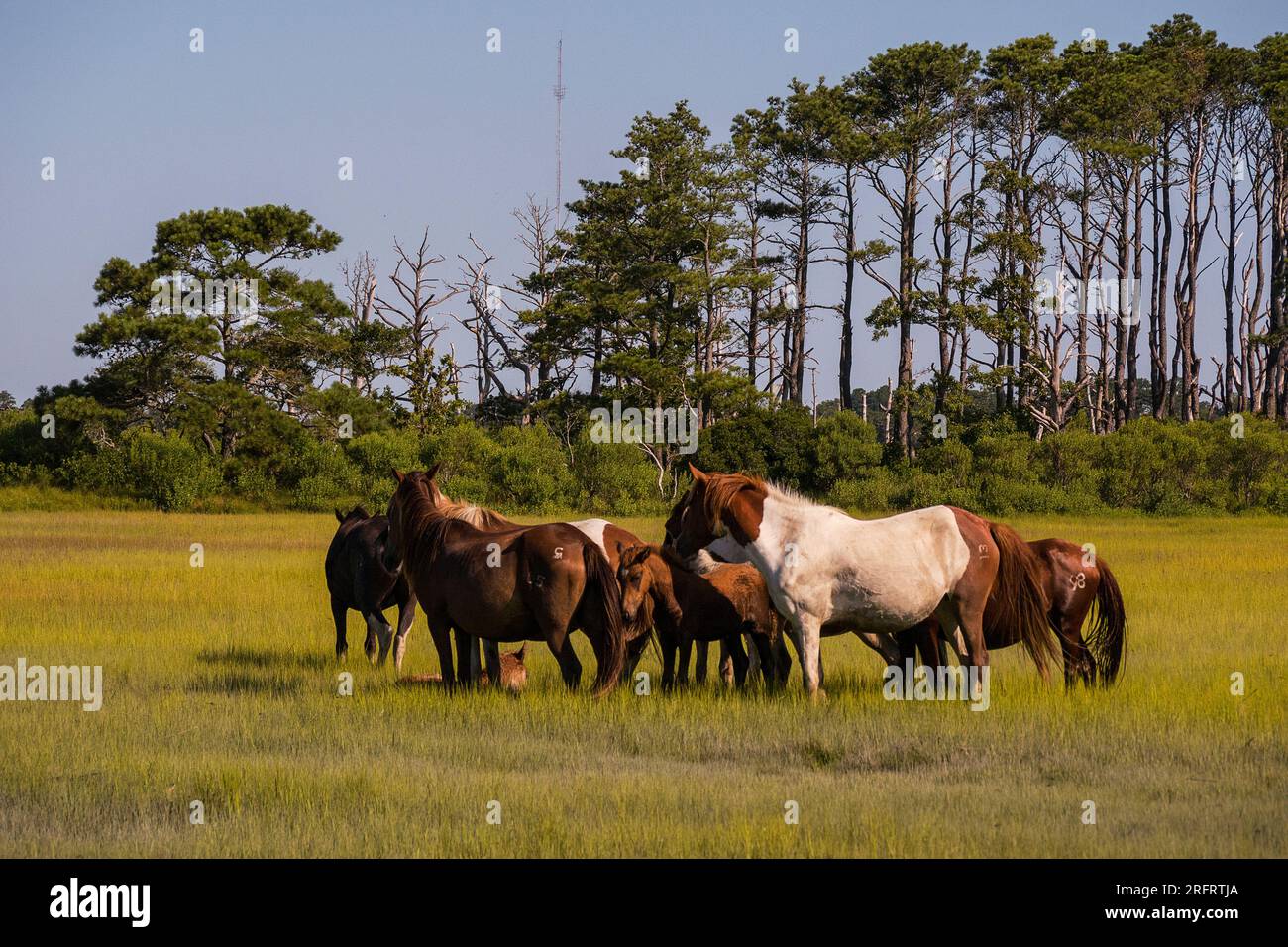 Poneys emblématiques de Chincoteague National Wildlife refuge Banque D'Images