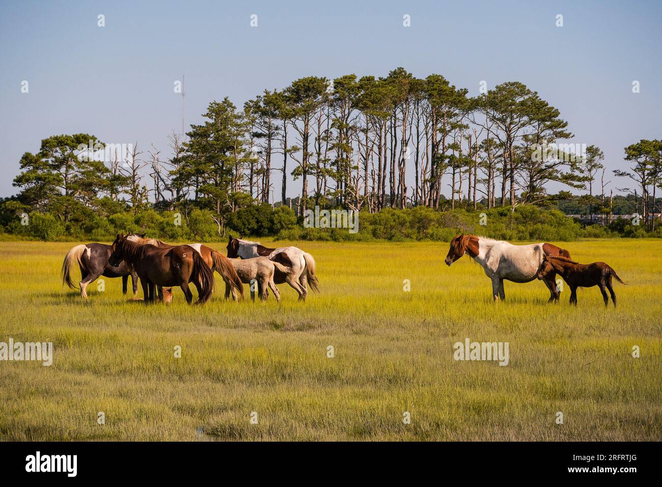 Poneys emblématiques de Chincoteague National Wildlife refuge Banque D'Images