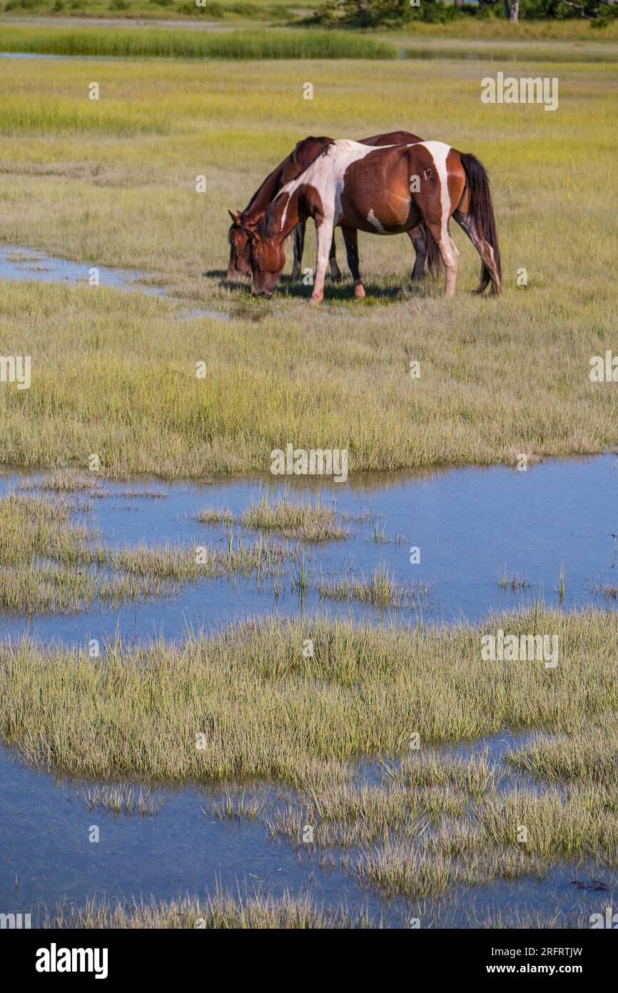 Poneys emblématiques de Chincoteague National Wildlife refuge Banque D'Images