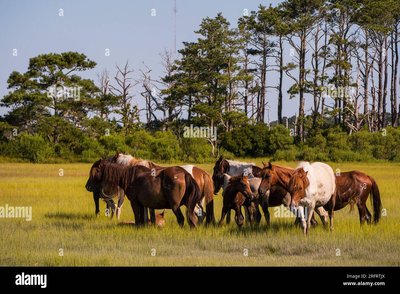 Poneys emblématiques de Chincoteague National Wildlife refuge Banque D'Images