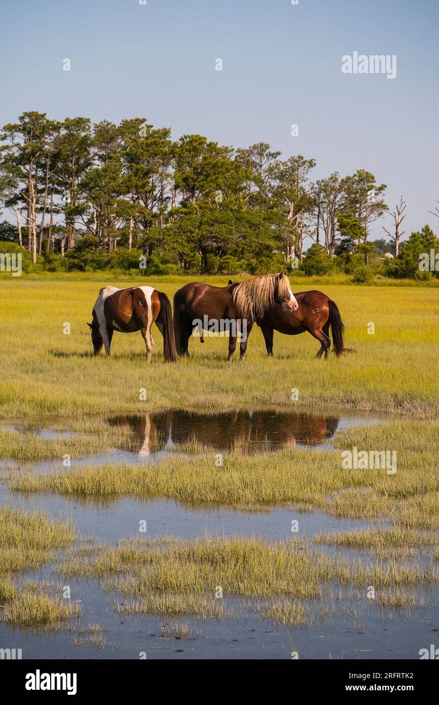 Poneys emblématiques de Chincoteague National Wildlife refuge Banque D'Images