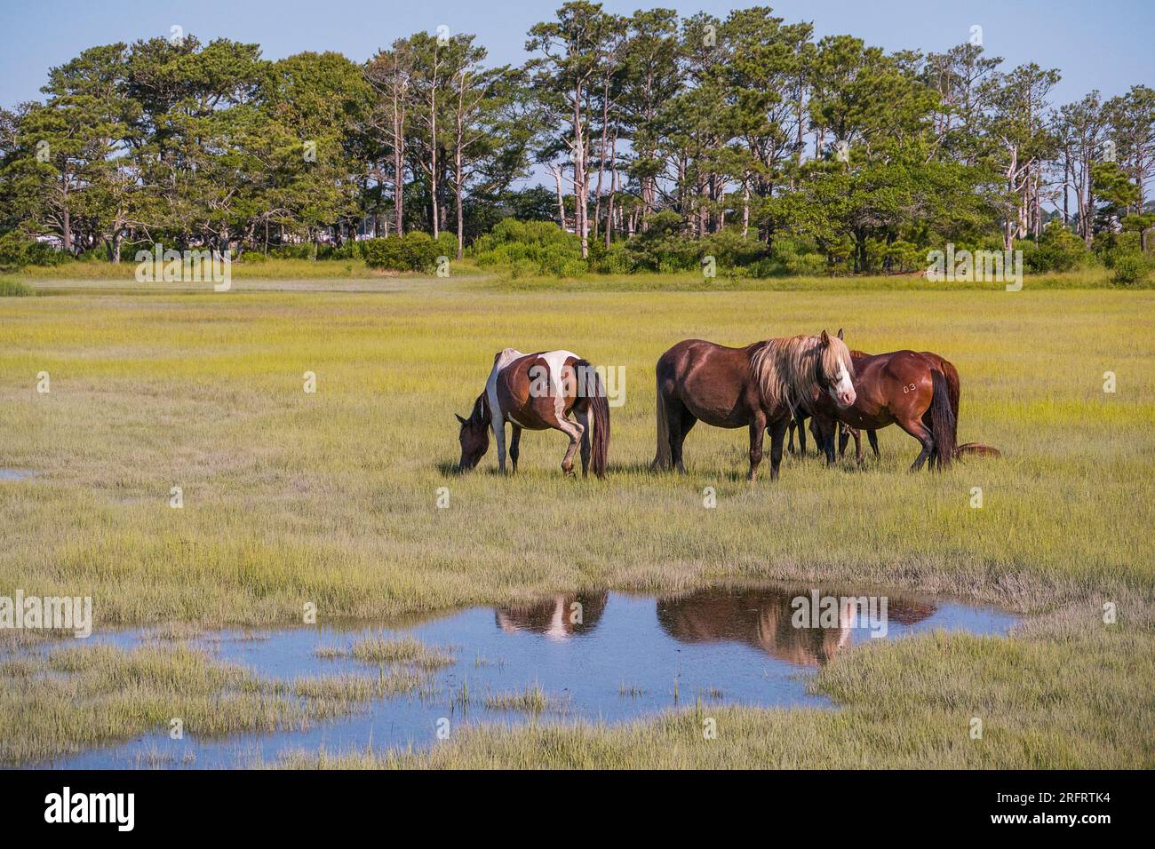 Poneys emblématiques de Chincoteague National Wildlife refuge Banque D'Images