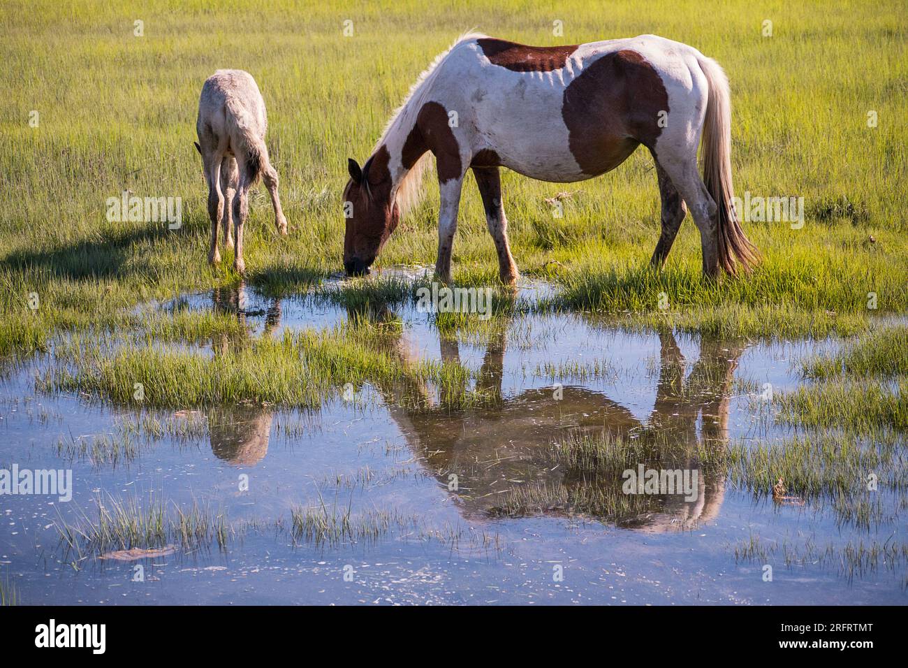 Poneys emblématiques de Chincoteague National Wildlife refuge Banque D'Images