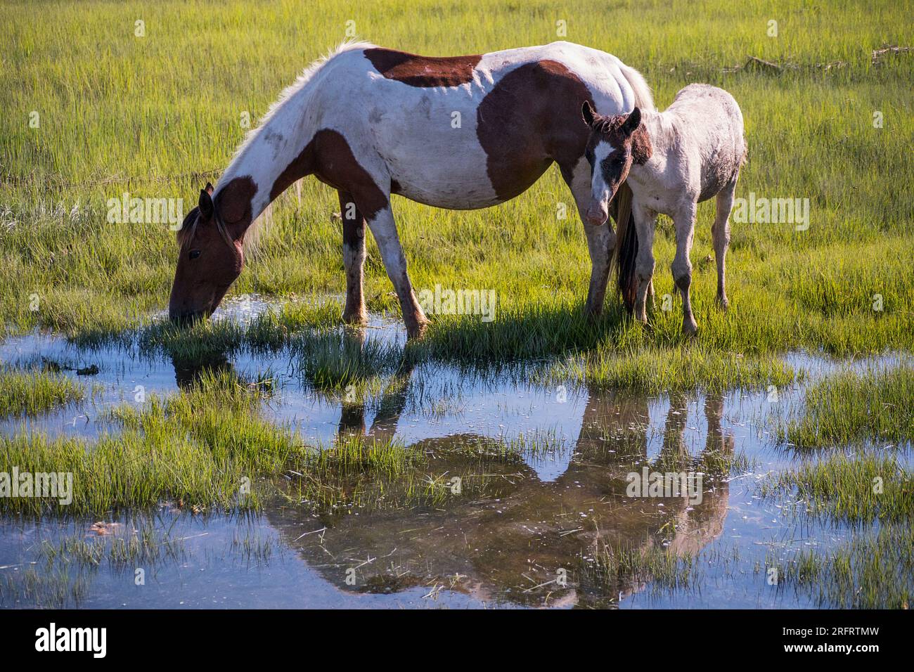 Poneys emblématiques de Chincoteague National Wildlife refuge Banque D'Images