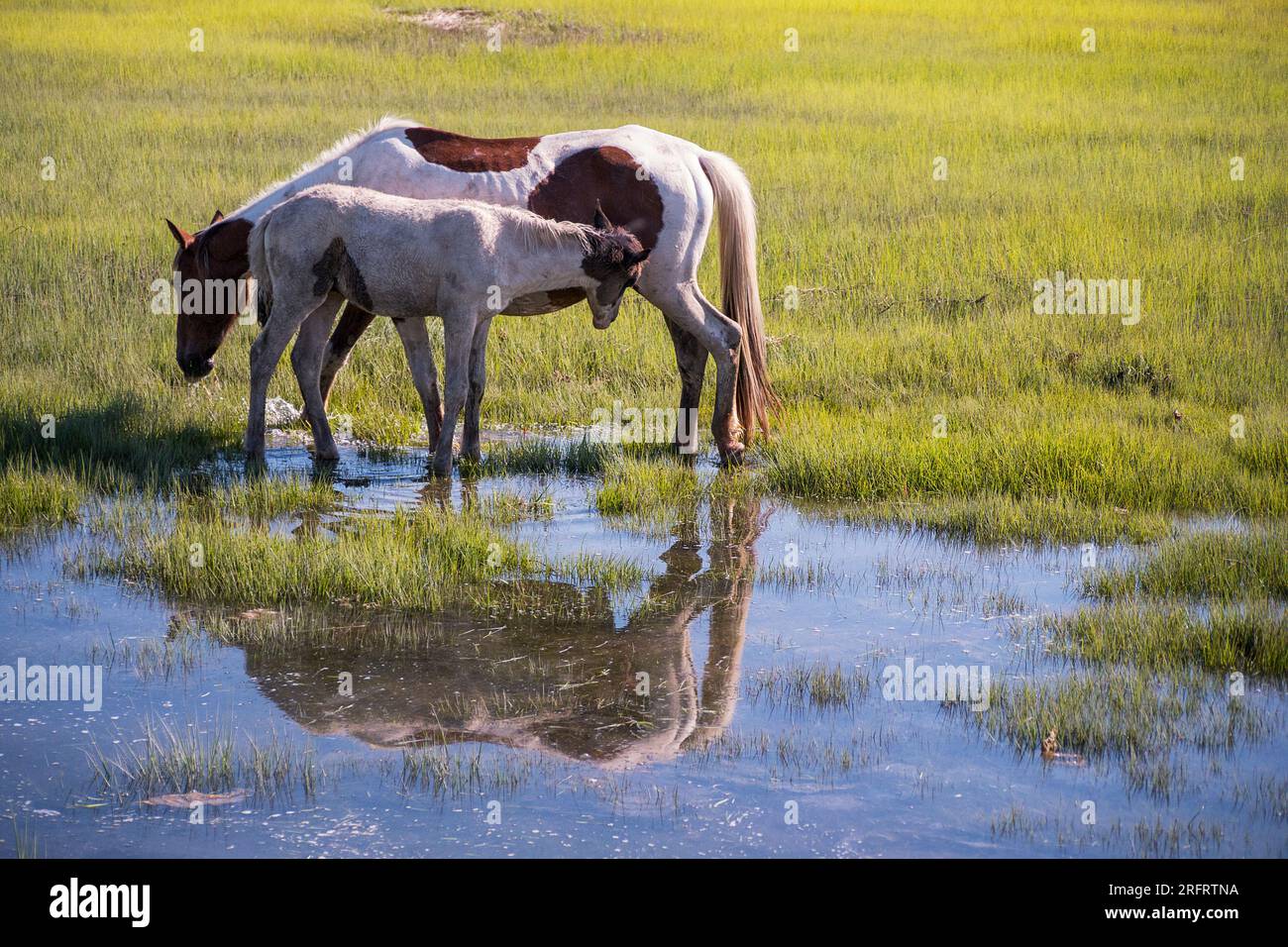 Poneys emblématiques de Chincoteague National Wildlife refuge Banque D'Images