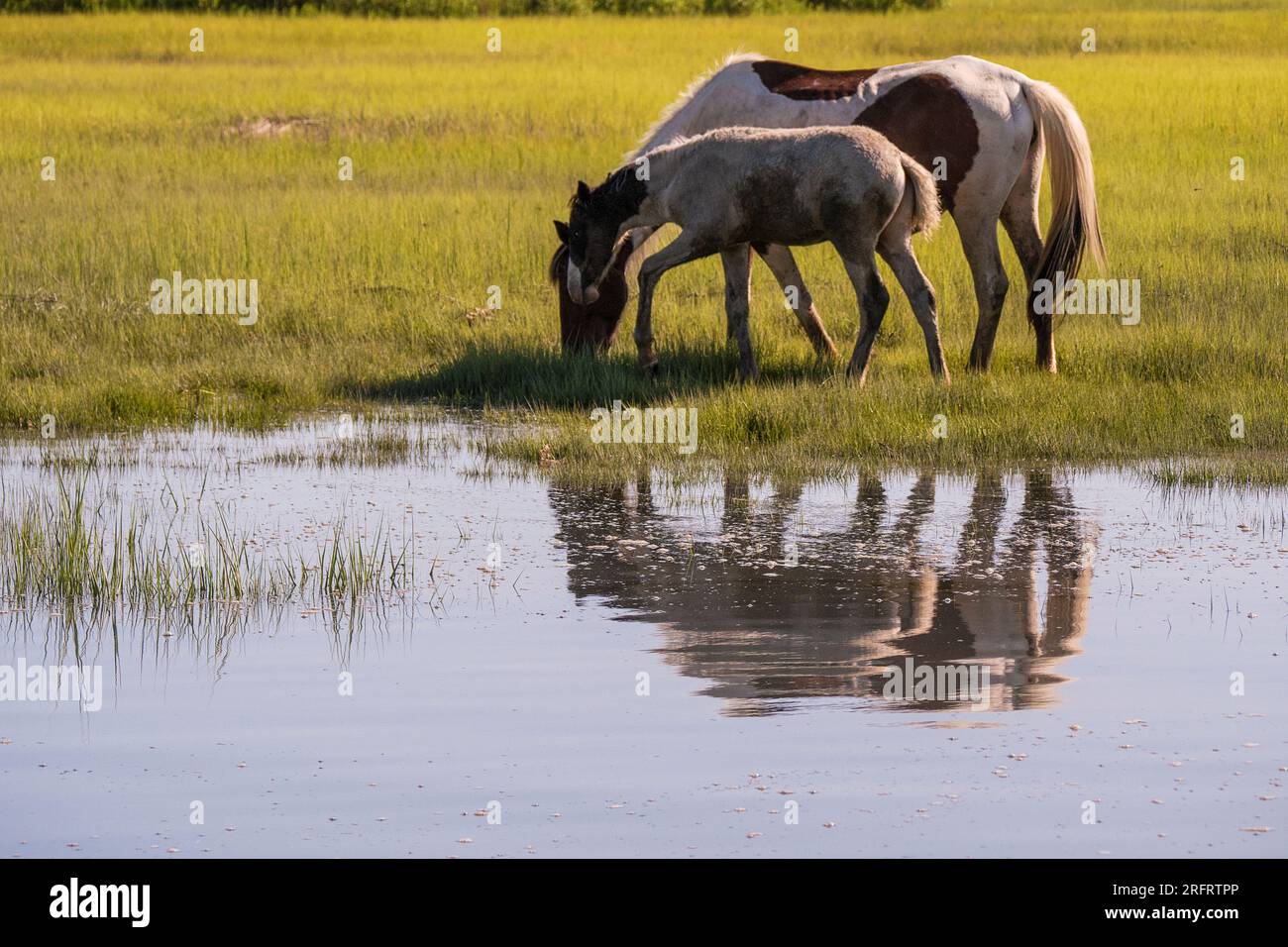 Poneys emblématiques de Chincoteague National Wildlife refuge Banque D'Images